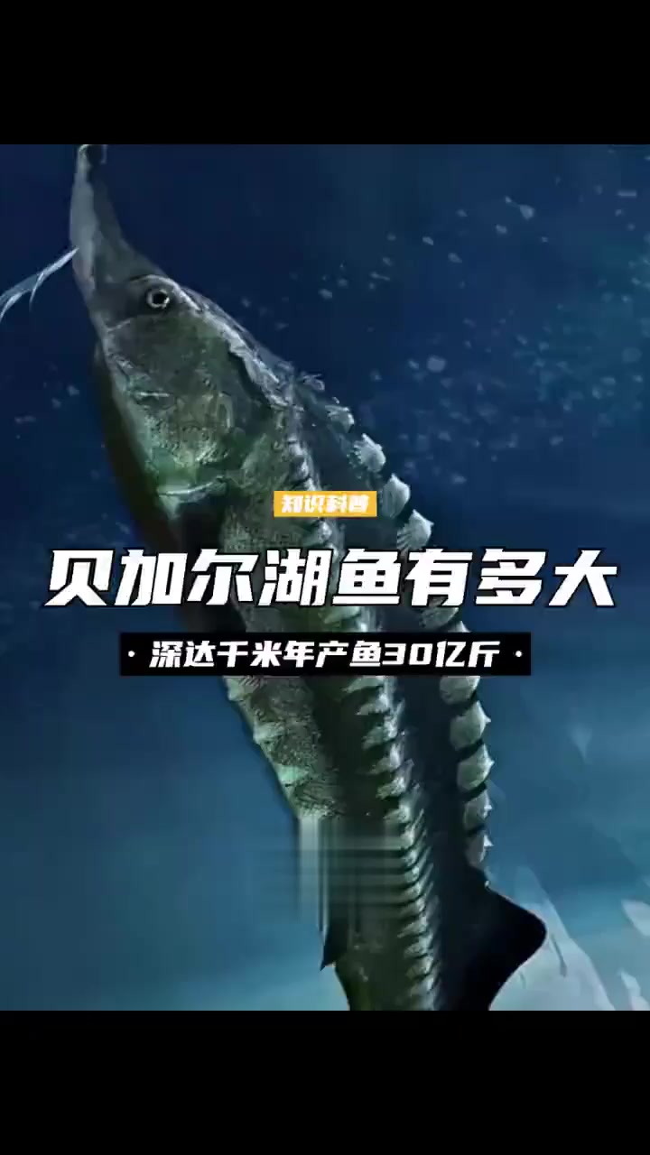 贝加尔湖深达千米,年产鱼30亿斤,里面最大的鱼有多大?