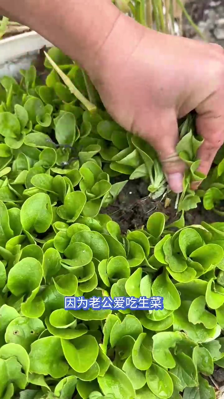把暖棚菜地都收拾出来了,马不停蹄的要把菜苗移栽进来,有紫叶生菜和奶油生菜还有大小叶茼蒿,都