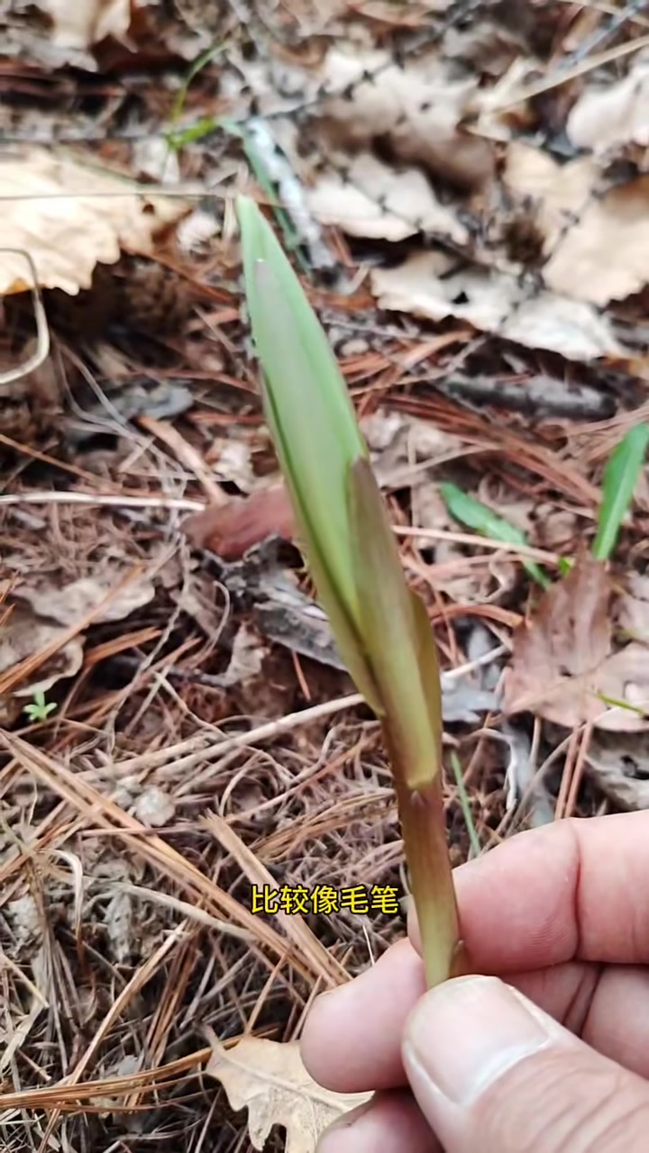 认识十种山野菜
