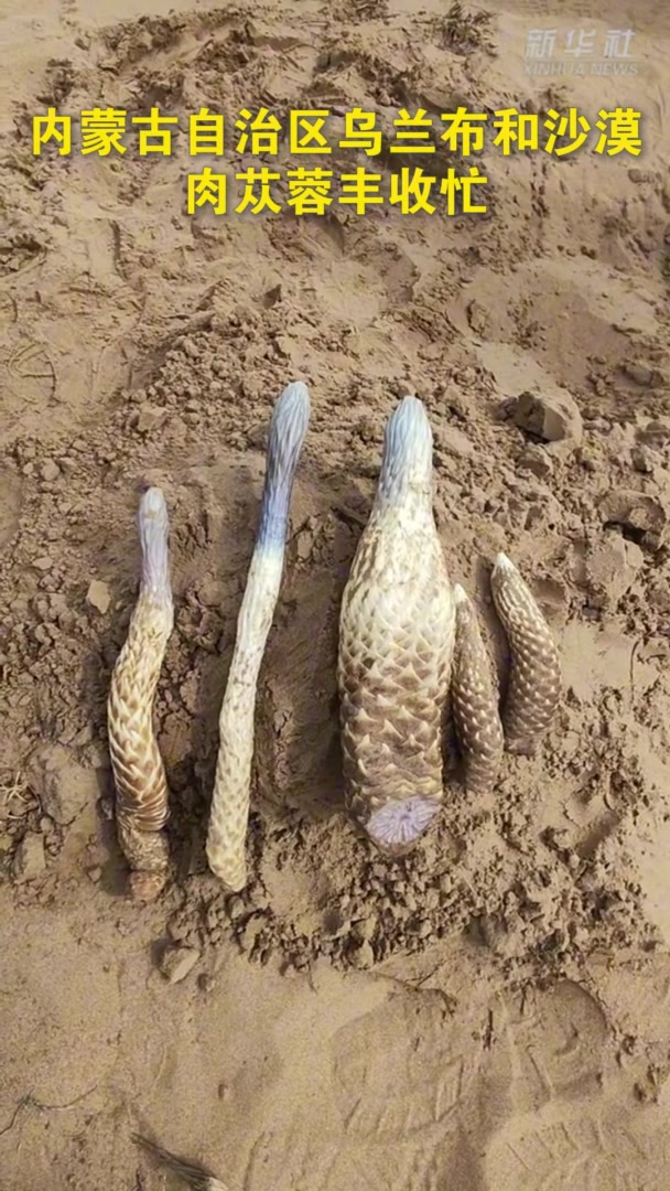 内蒙古自治区乌兰布和沙漠肉苁蓉丰收忙