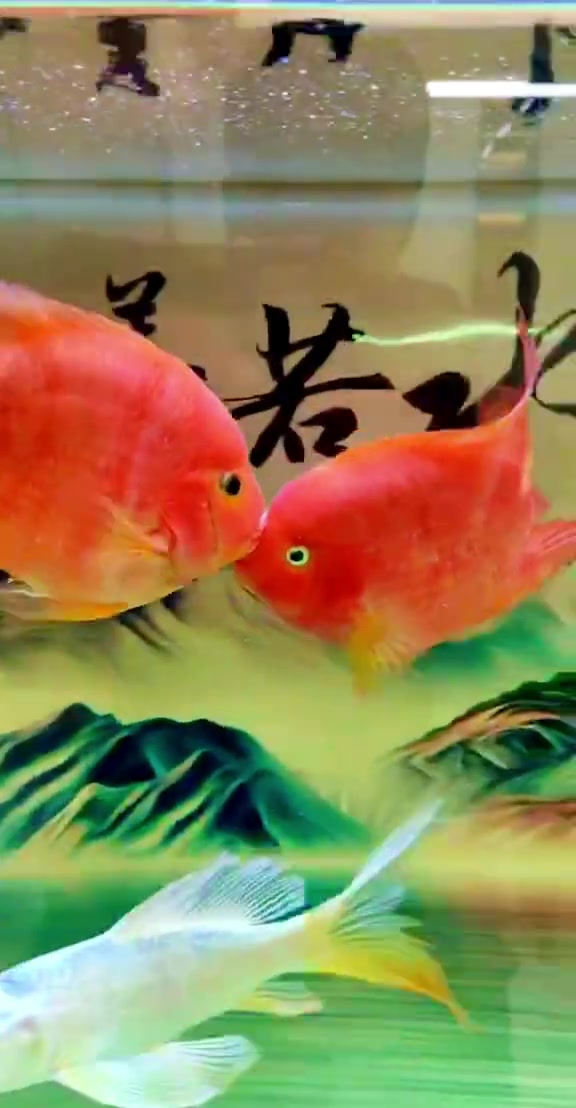 家人们大家早上好!万物皆有灵性,两条缠缠绵绵的,自由自在的在水中游,玩,招财鱼见者好运