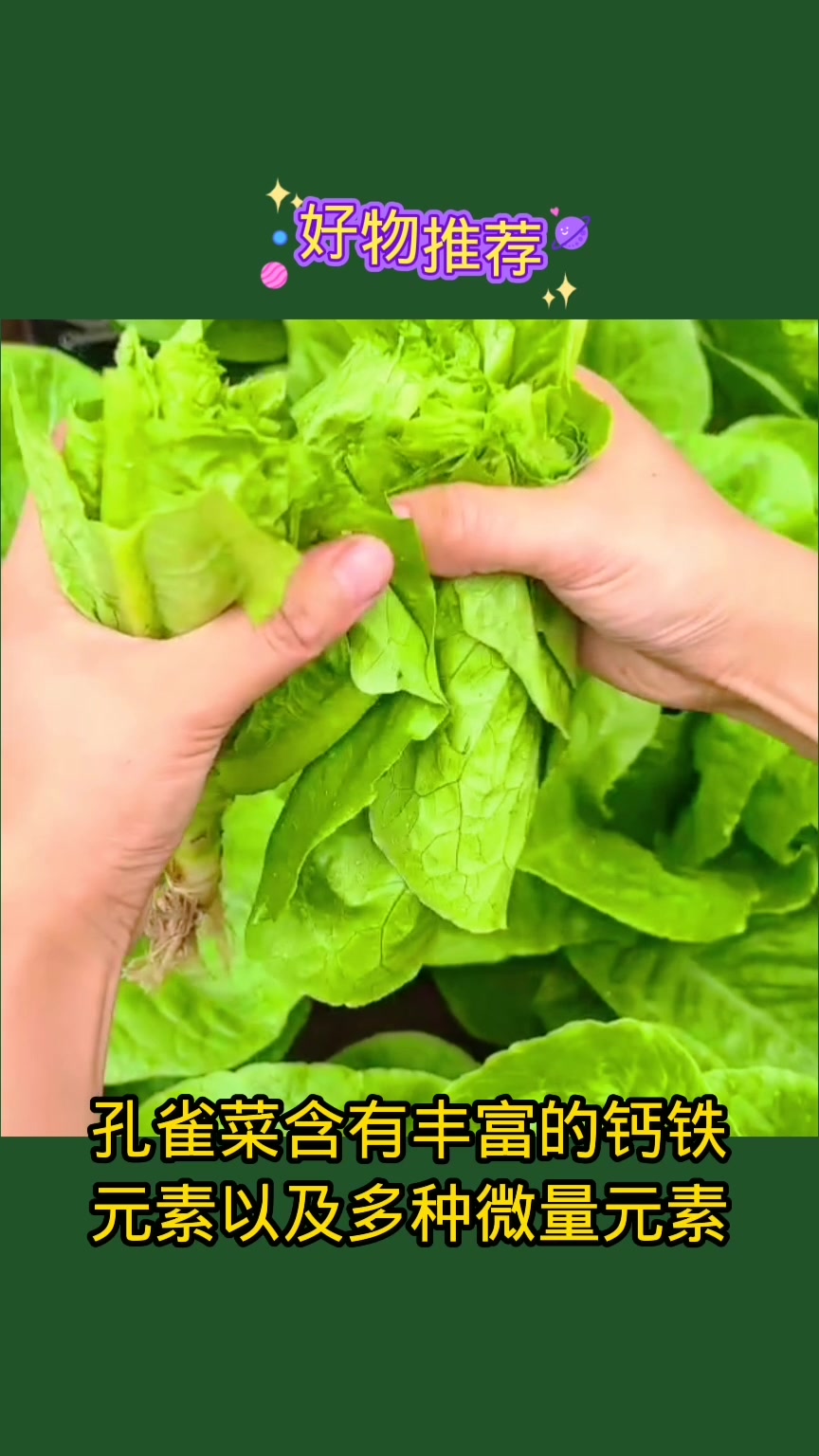 高温天气想种菜就种孔雀菜,好吃好种还不招虫,家里小院花盆都可