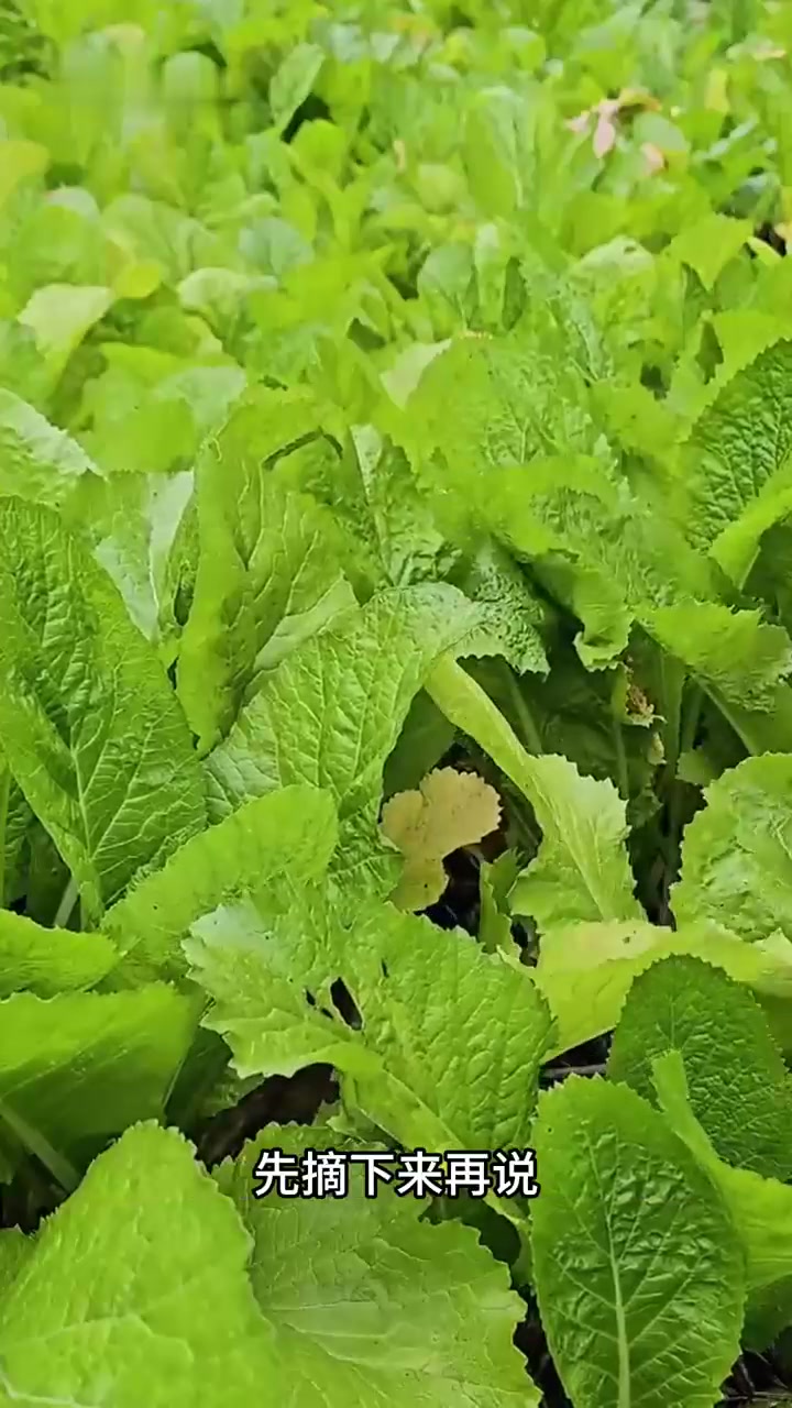 男孩和小雪搭建新厨房,还要攒钱做墙体,到菜园子摘菜去村里售卖