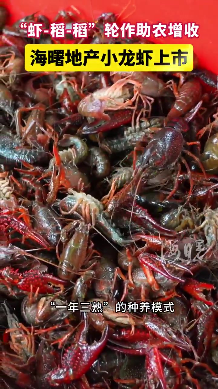 「宁波稻田小龙虾开捕啦!」连通区县市 宁波鄞江镇它山堰稻虾养殖基地,海曙种粮大户吴卫峰每日