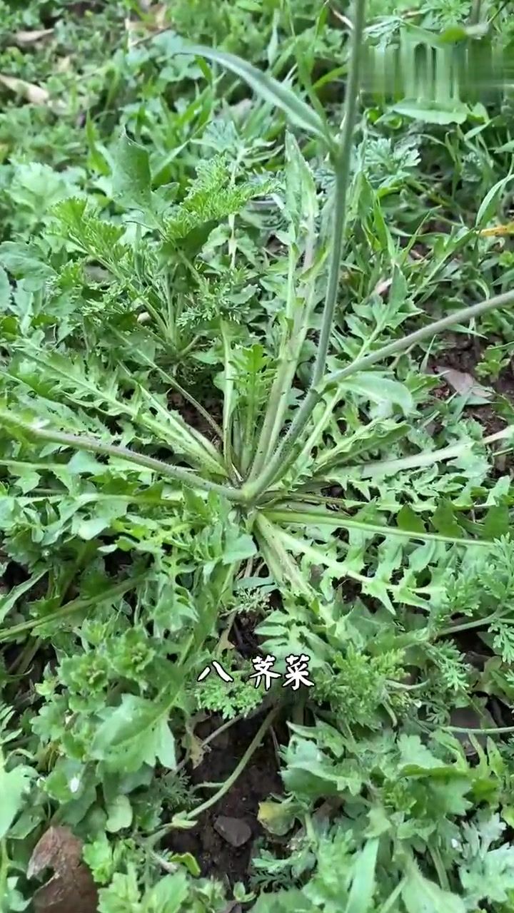 盘点北方人春季吃的野菜,你们吃过哪些呢?