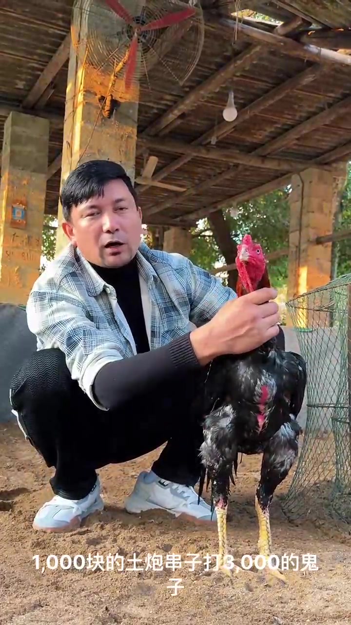 热情洋溢的斗鸡爱好者!