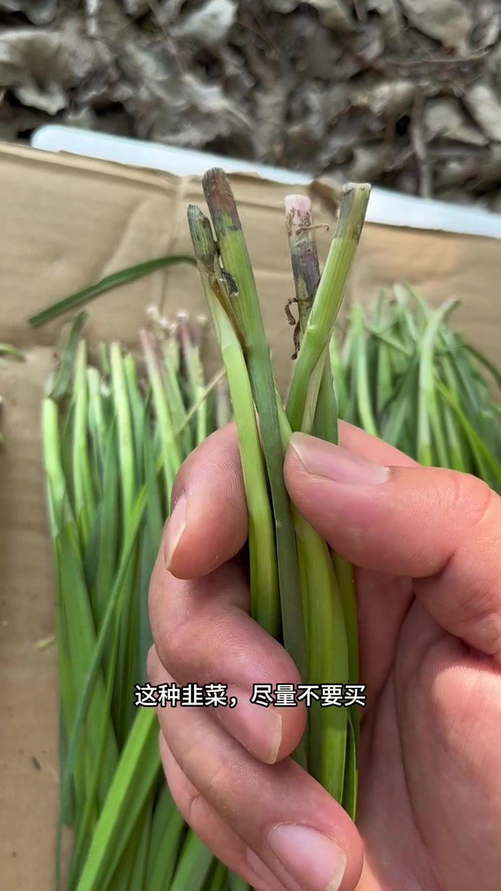 韭菜怎么挑?东北早市土豆哥教你怎么挑选好吃的头刀红根韭菜!红根韭菜,白根韭菜和紫根韭菜的区