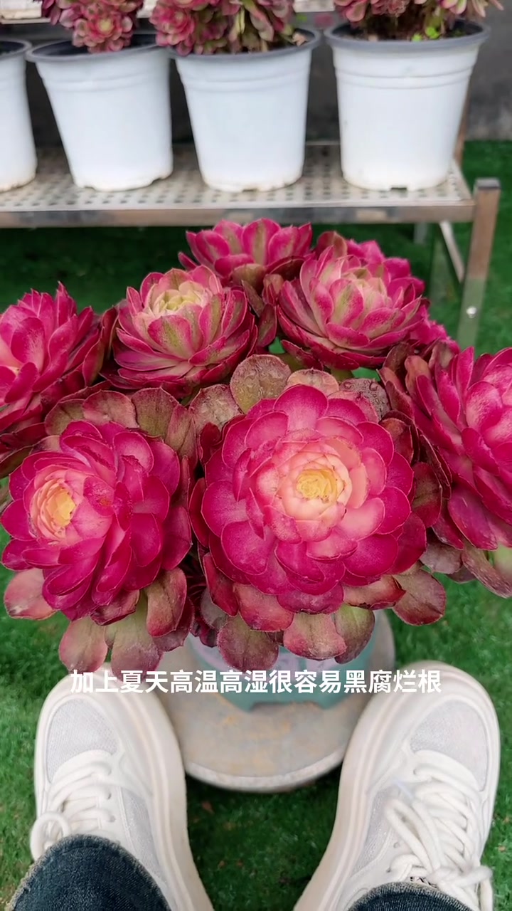 法师如何安全度夏,你学会了吗