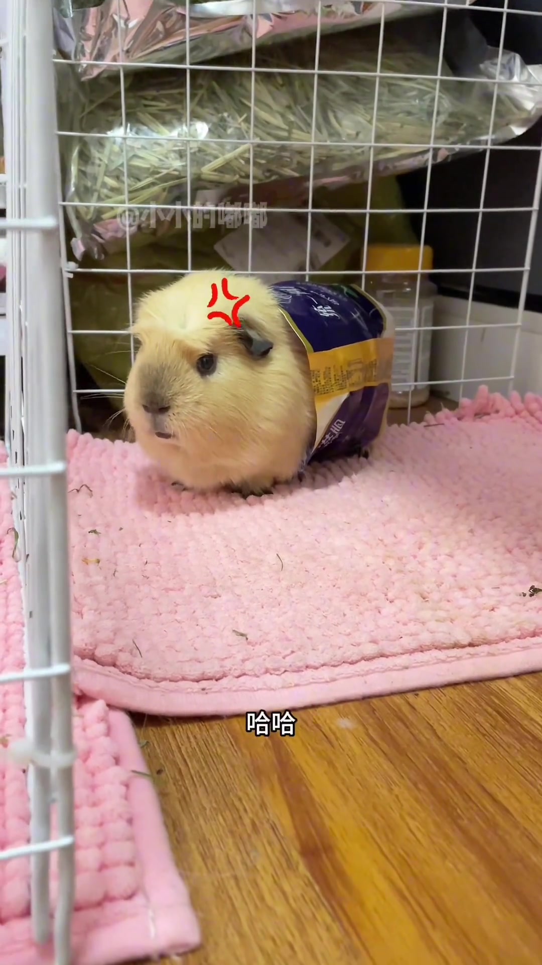 阿萨姆奶茶长腿了，豚鼠与荷兰猪的可爱瞬间