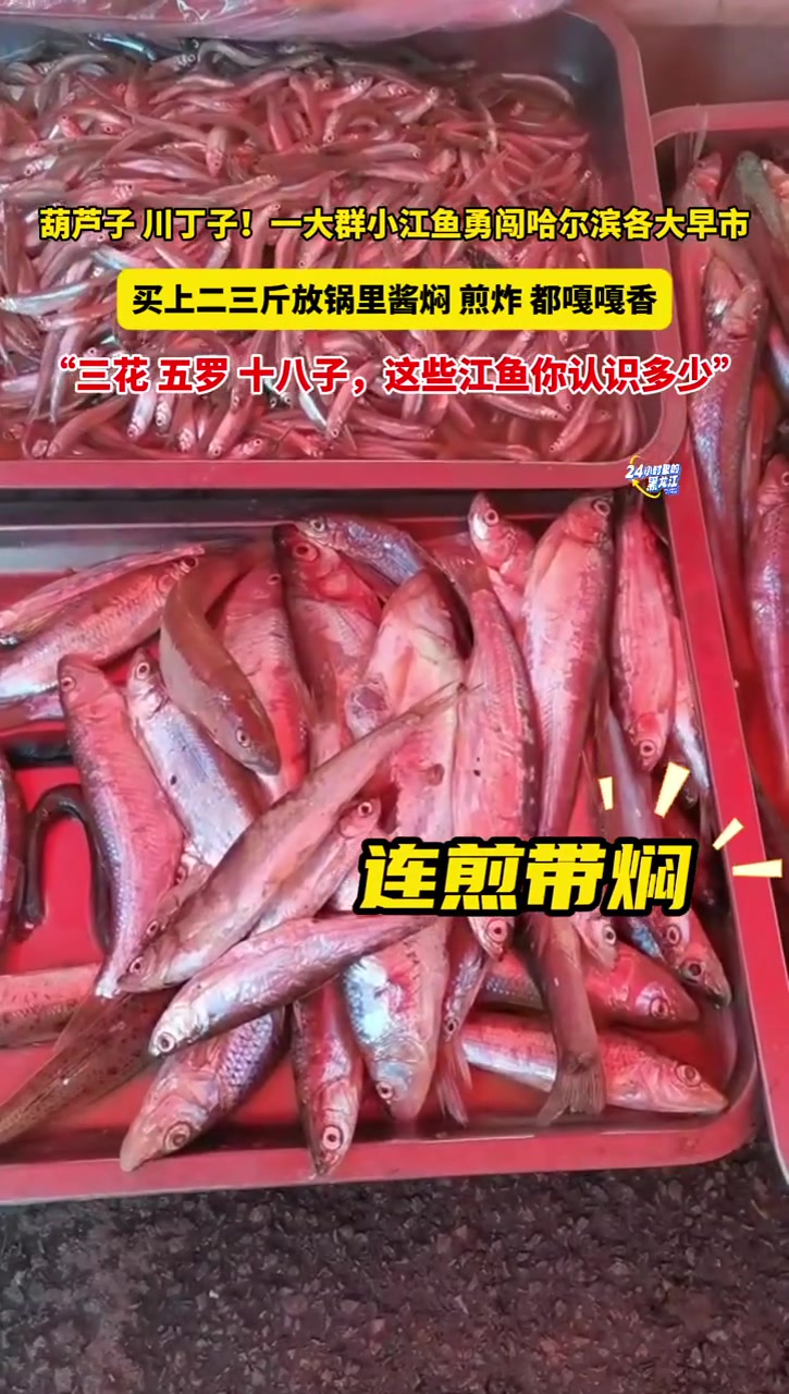 5月6日哈尔滨,葫芦子,川丁子!一大群小江鱼勇闯哈尔滨各大早市,买上二三斤放锅里酱焖、煎炸