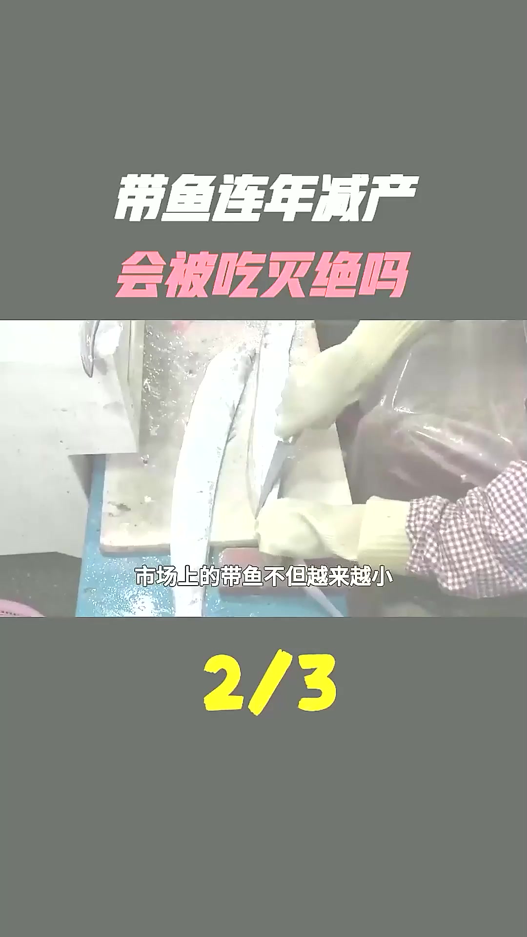 每年吃掉100万吨的带鱼,为啥宁可进口,也不搞人工养殖?