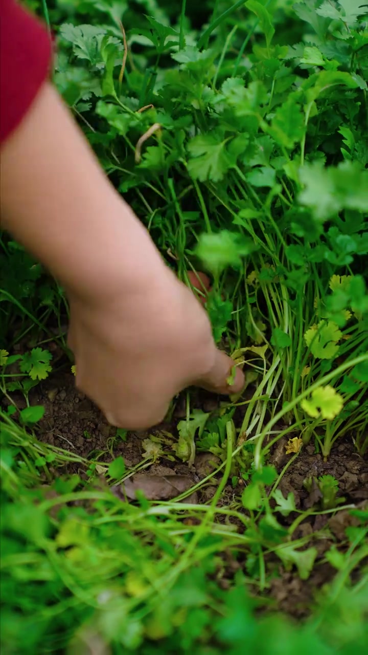 走过南闯过北,发现还是我们贵州的无盐酸菜好吃!像我这样做,3天就能吃了,凉拌小炒都开胃得很