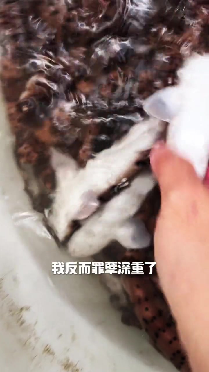 抢救鲨鱼,105个小生命