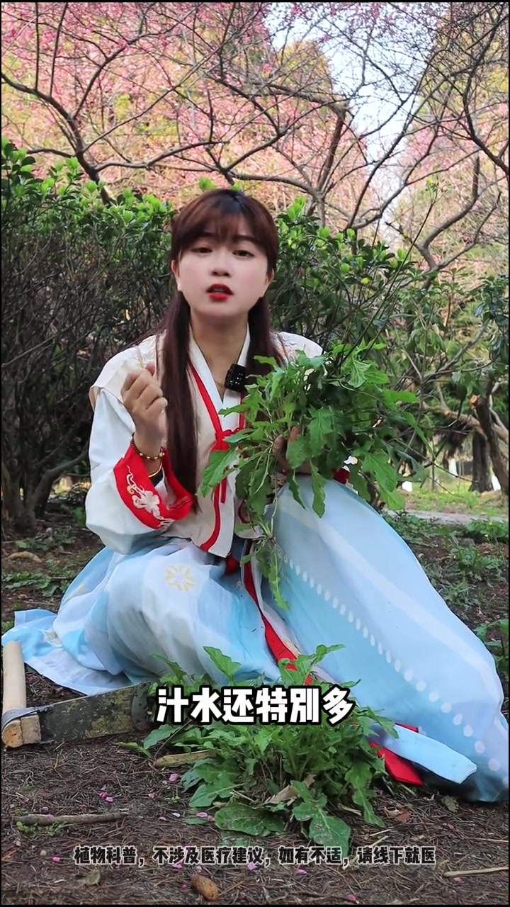 「黄鹌菜」挖野菜大军一定要认识它,它属于一级无公害蔬菜,是最值得放心的野生蔬菜