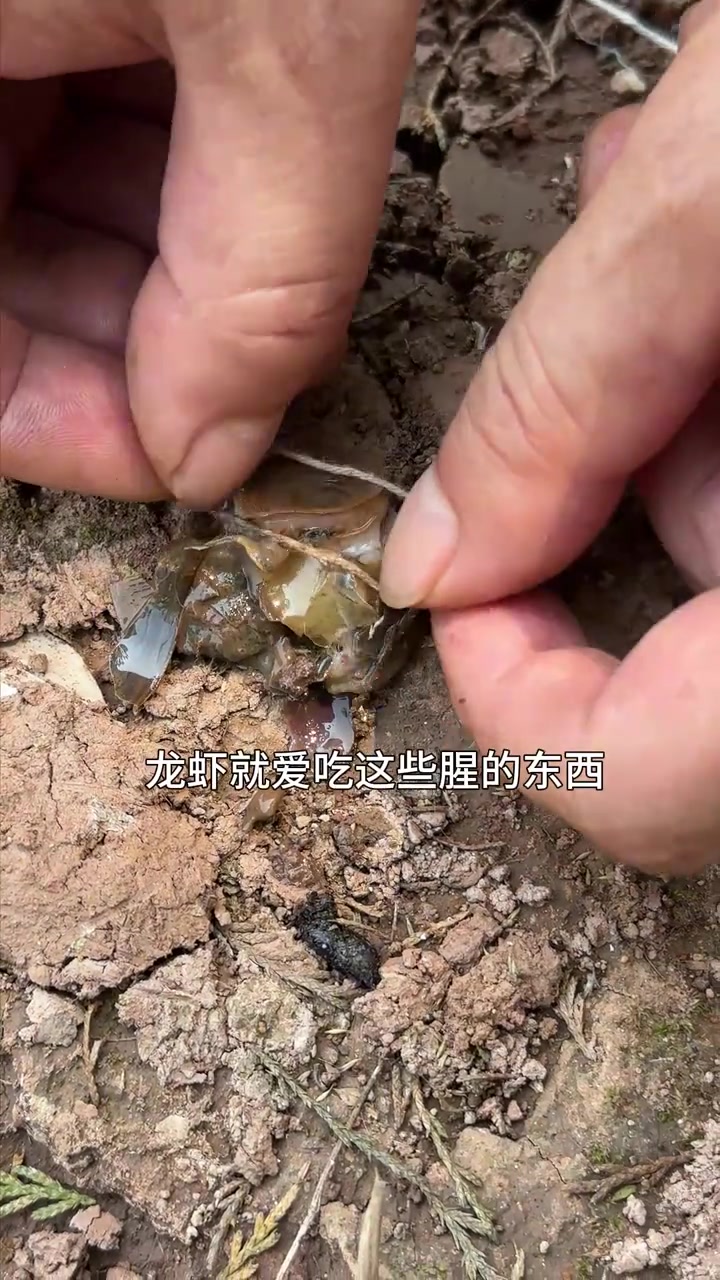 雪儿想吃小龙虾了,叫上燕儿她们一起来钓龙虾,真是又好玩又好吃