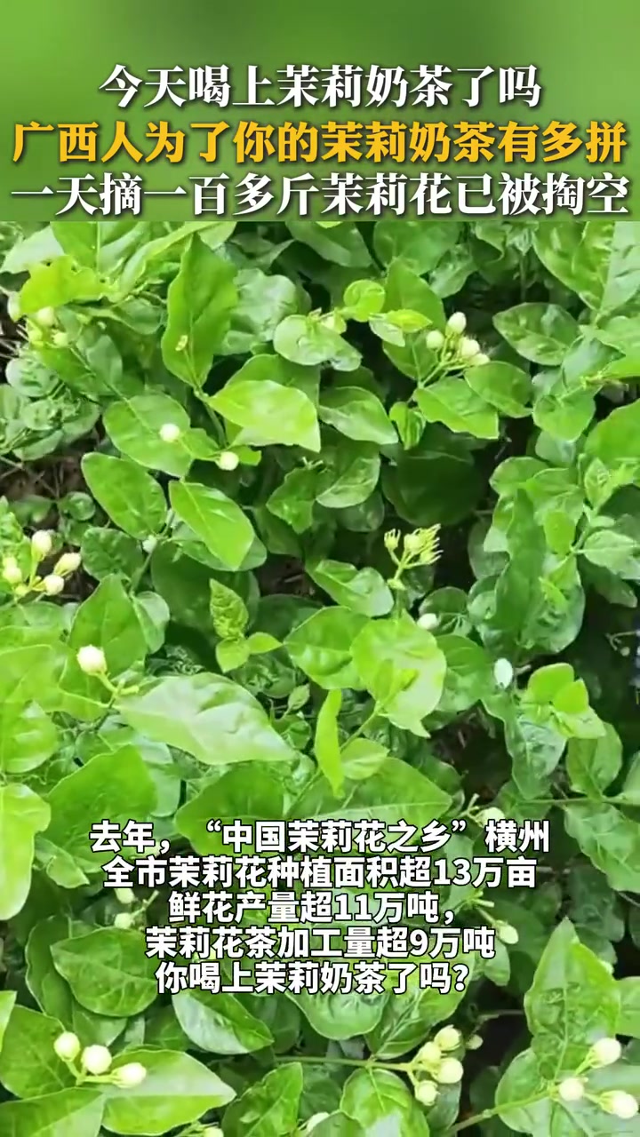 广西人为了你的茉莉奶茶有多拼,一天摘一百多斤茉莉花已被掏空