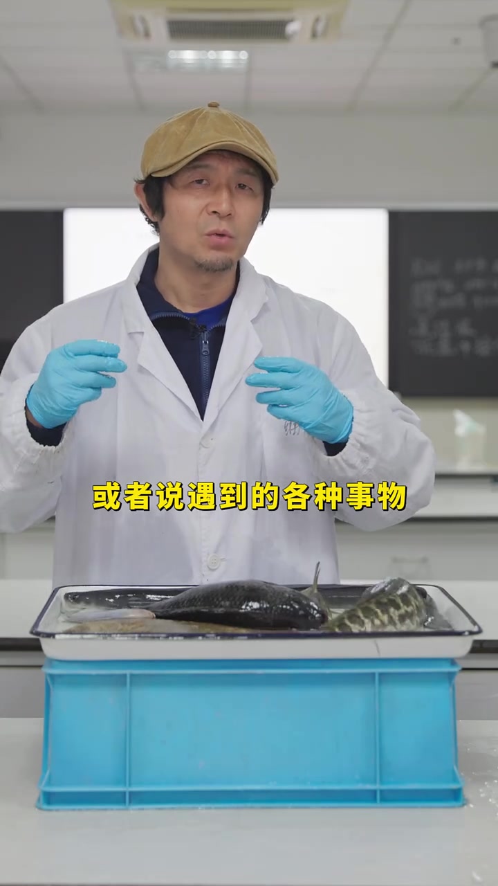 第40集｜各种各样的鱼 你见过吃过哪种？