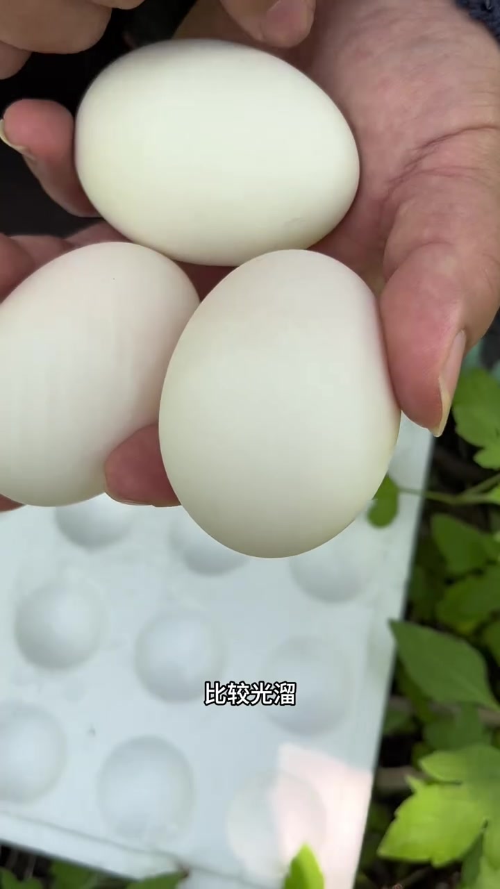 鹅蛋怎么挑？怎么区分鹅蛋和雁鹅蛋，鹅蛋和鸭蛋的区别？揭秘假鹅蛋！