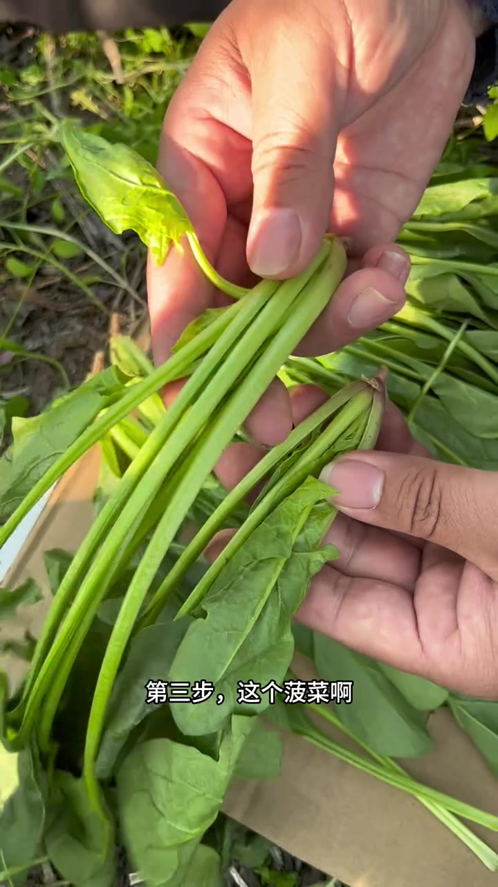 菠菜怎么挑?红根菠菜和白根菠菜的区别!