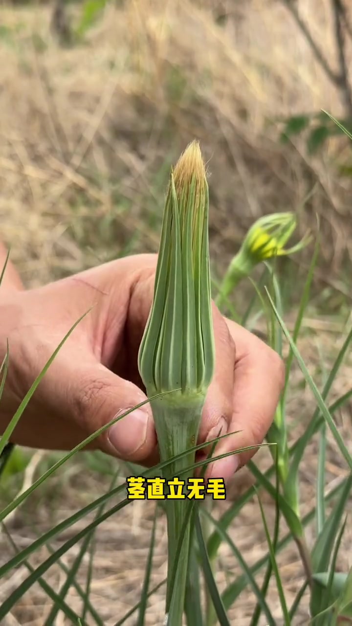 认识一种海鲜味的野菜，婆罗门参也叫兔儿奶，它的嫩茎叶和根都可以生食，因味道有一种海鲜牡蛎的