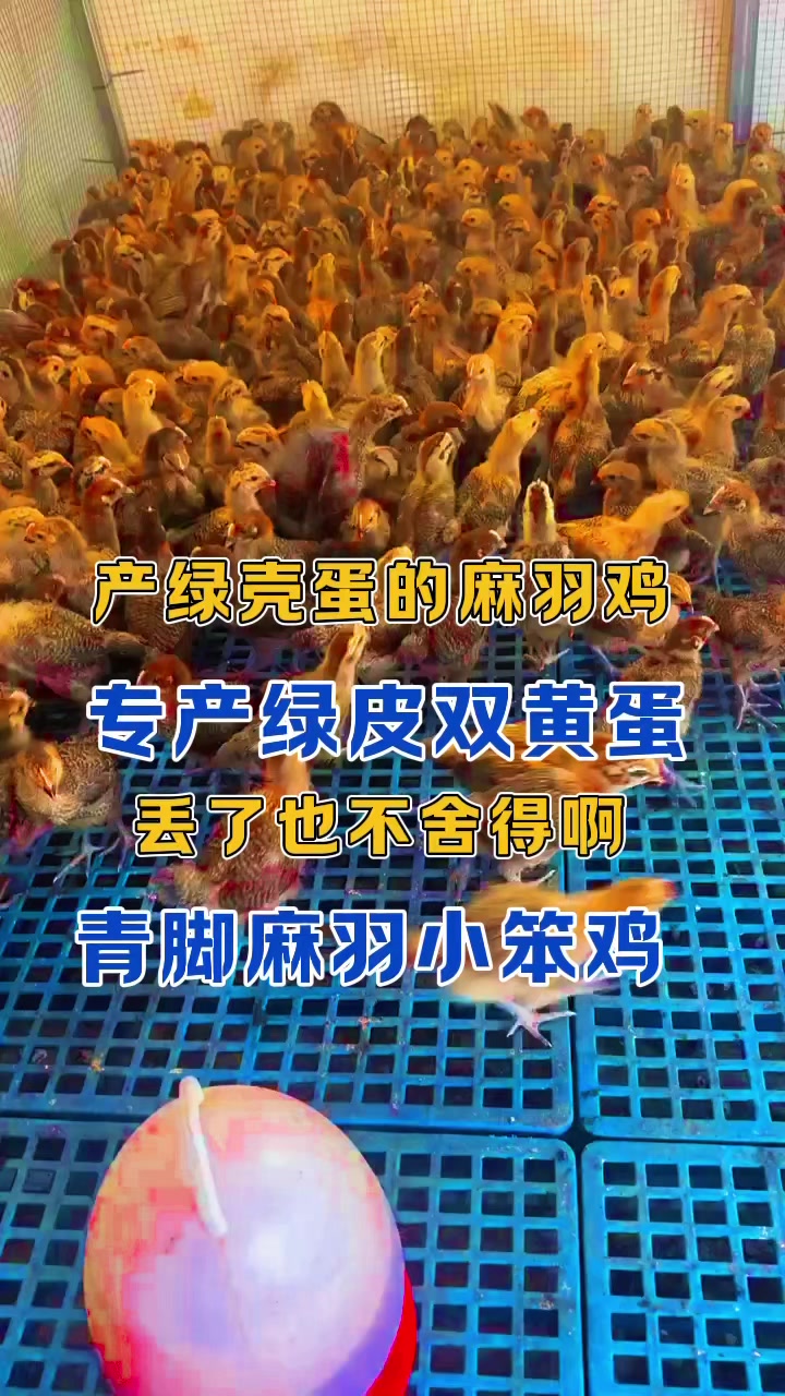 麻羽绿壳蛋鸡年产300个