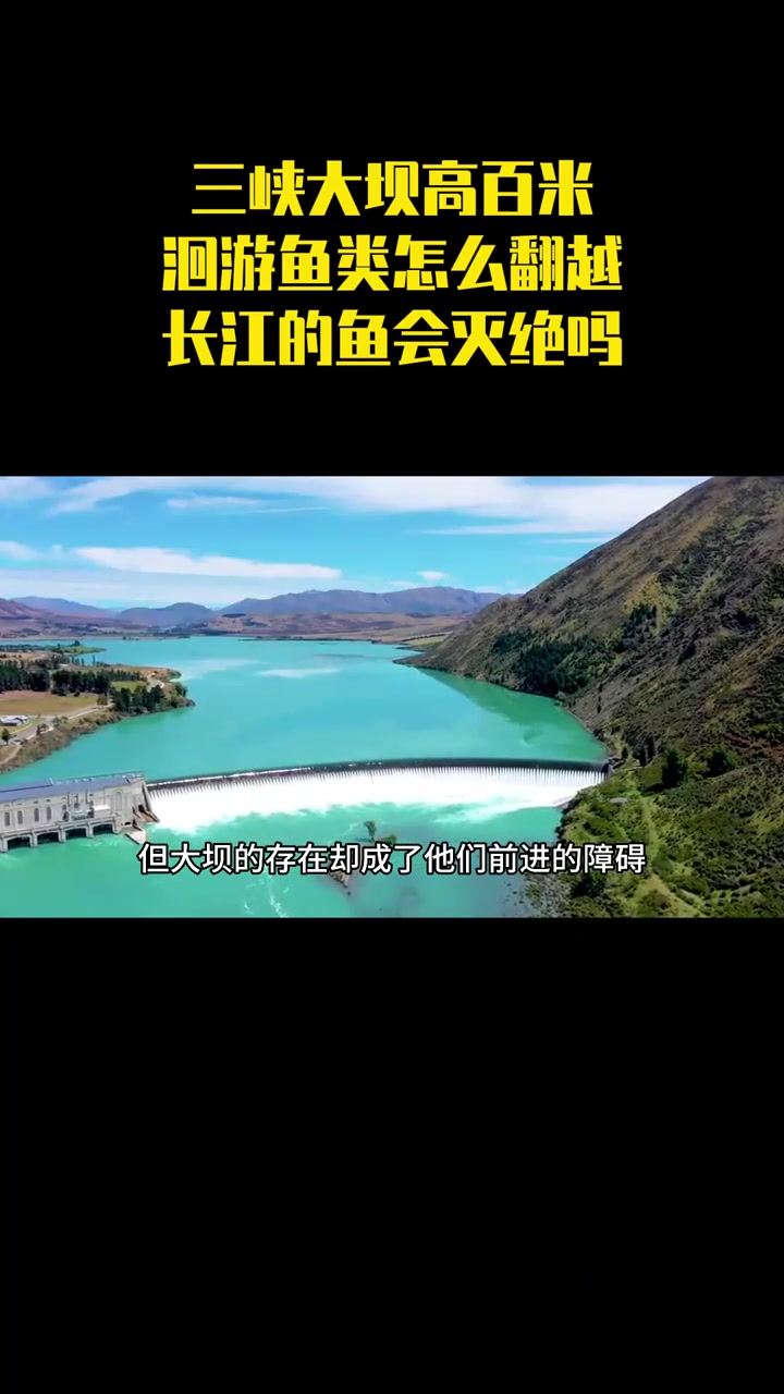 三峡大坝高百米还没鱼梯,洄游鱼类怎么翻越?长江的鱼会灭绝吗?
