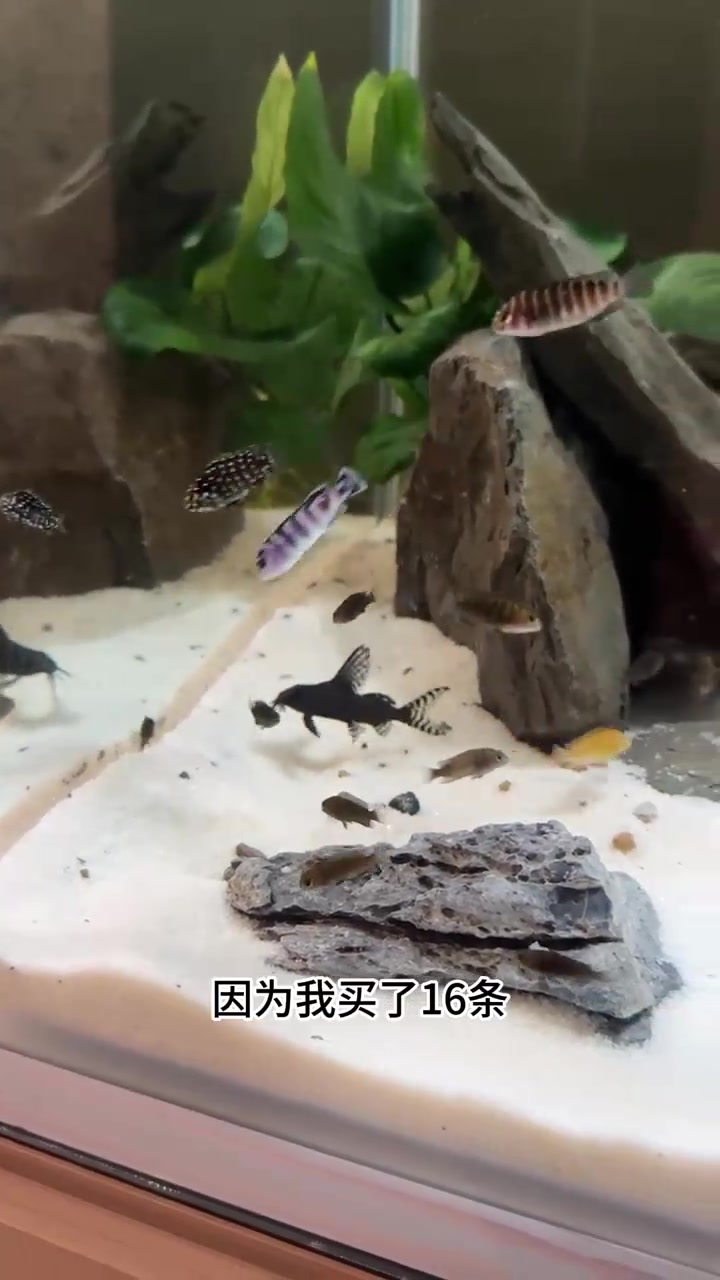 开始养坦湖的蝴蝶慈鲷鱼了(还有一个特篮斑马)