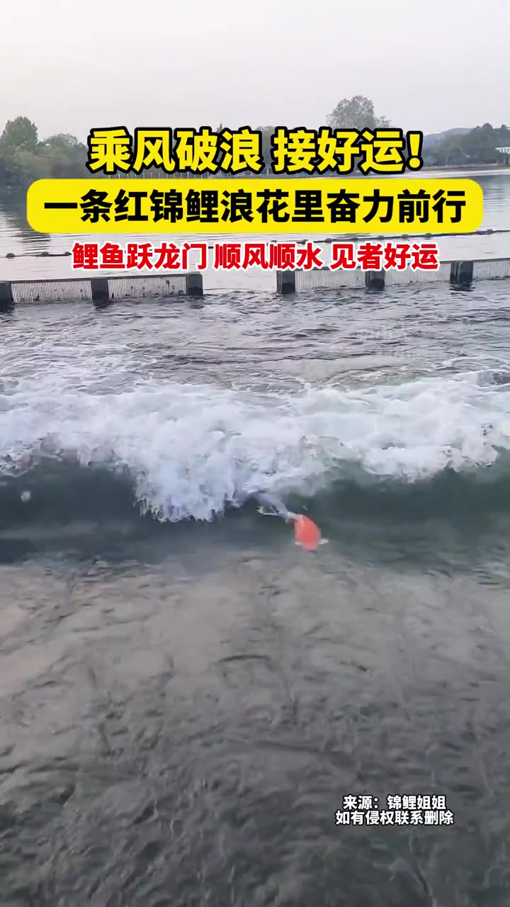 5月7日浙江,乘风破浪,接好运!一条红锦鲤浪花里奋力前行,鲤鱼跃龙门,顺风顺水,见者好运