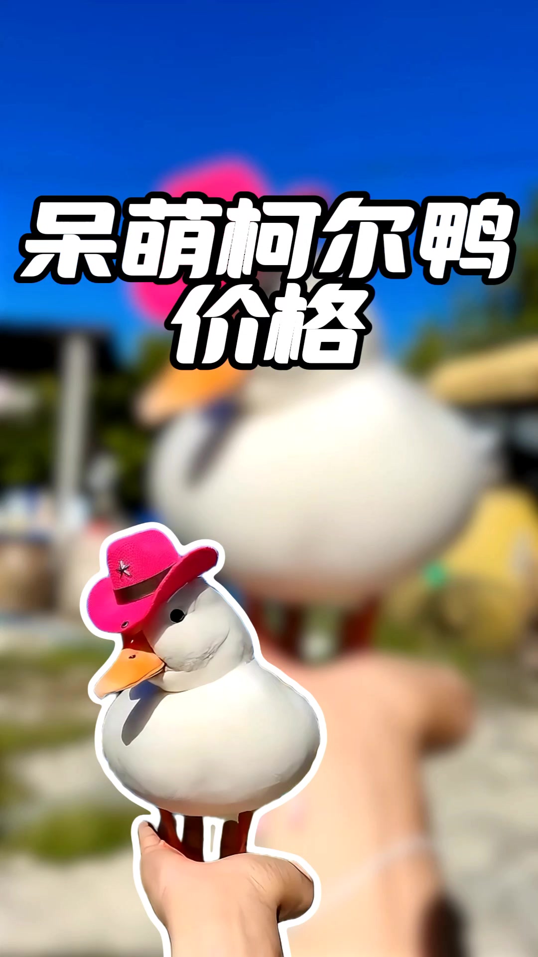 柯尔鸭多少钱一只