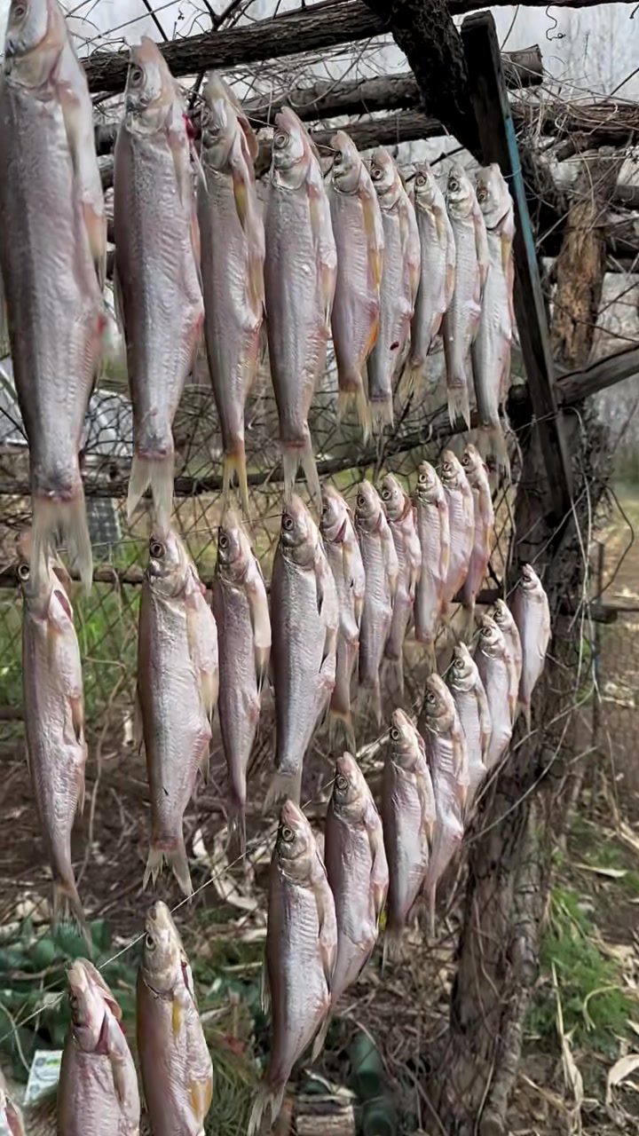 三花一岛淡水鱼(岛子鱼)
