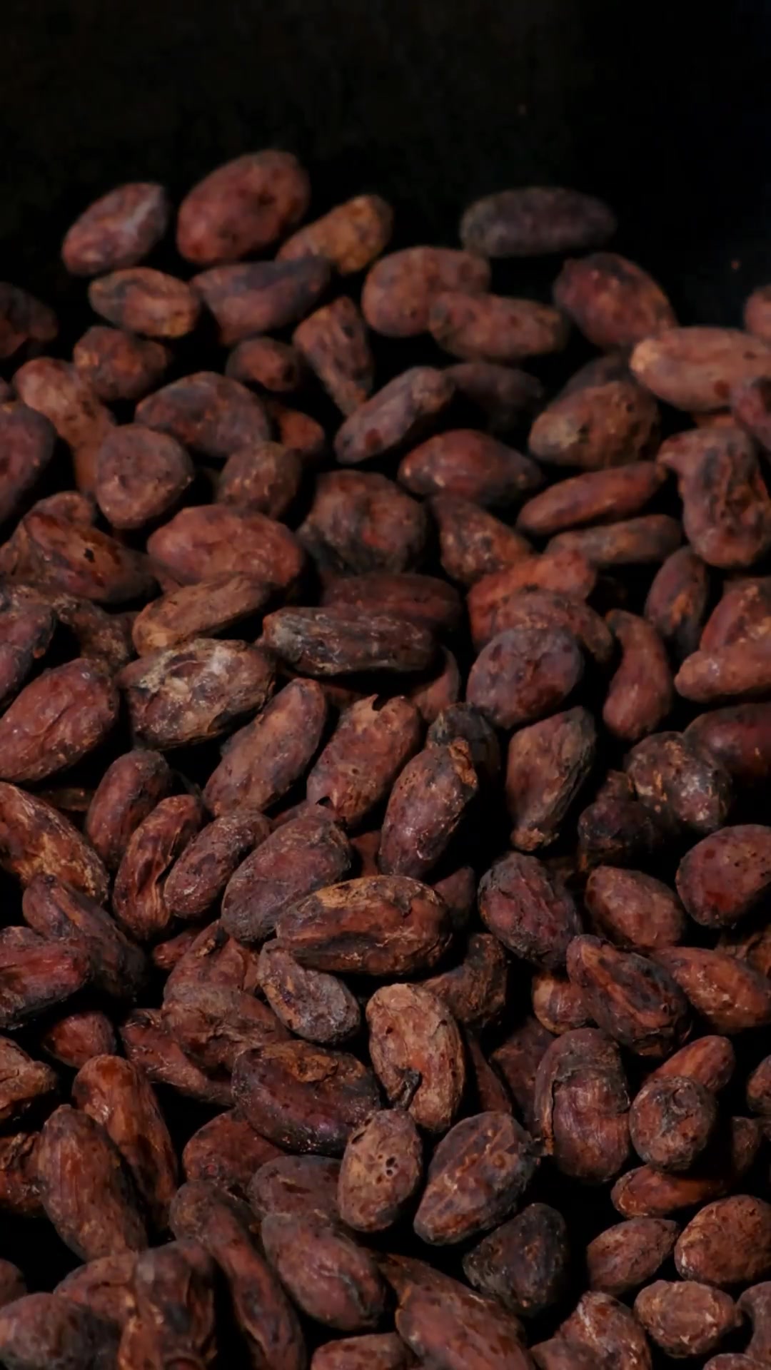 用半个月时间从可可果开始自制新年金币巧克力