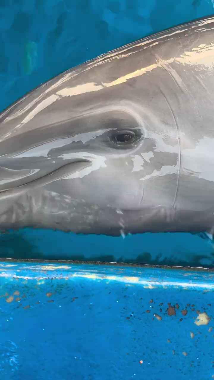 白鲸和海豚的区别还是很大的!