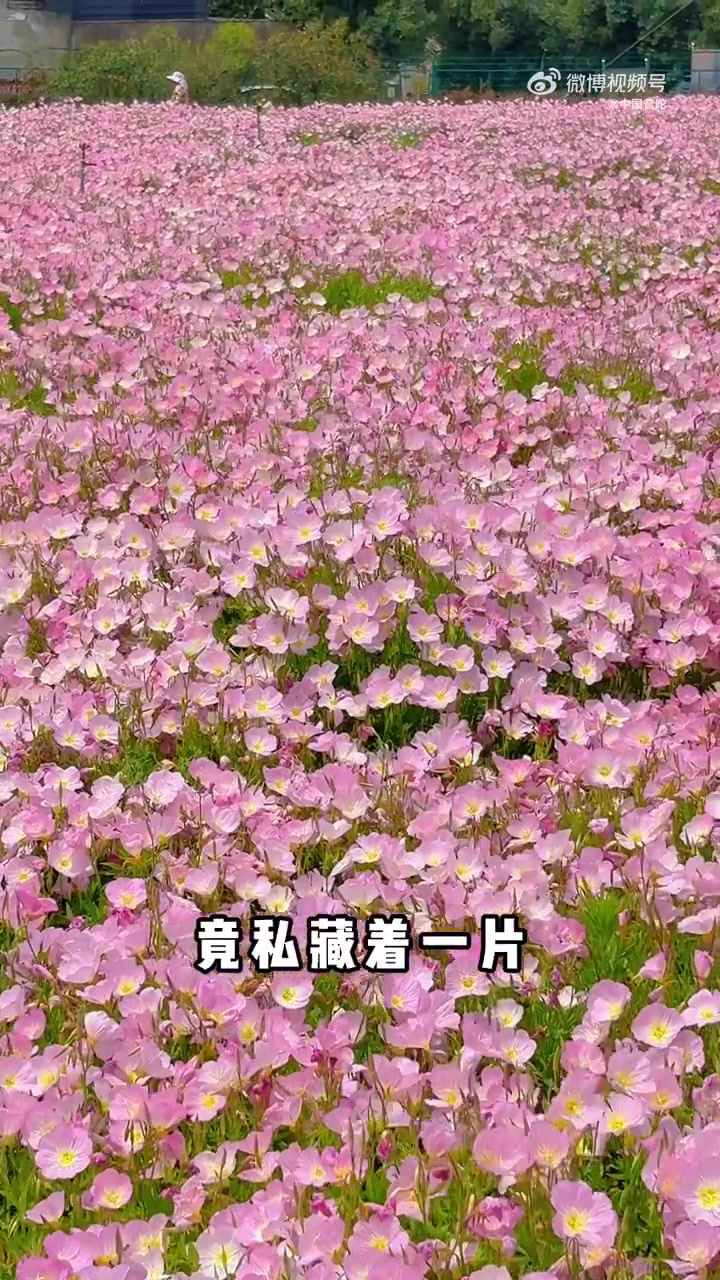 「误入现实版莫奈花园,邂逅限定烂漫春光」在城市的幽谧之处,时光悄然种下一片花海。繁花肆意铺