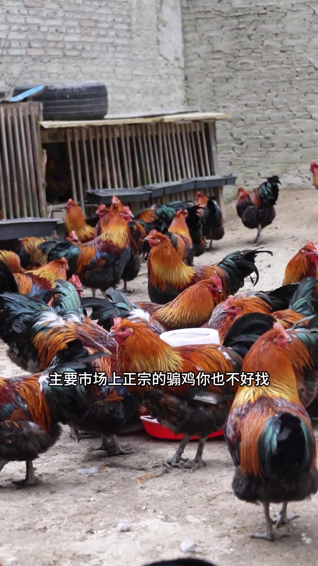 贵州曾经的贵族土司菜骟鸡点豆腐,由于选材讲究制作复制现在仍然还有很多贵州人没有吃到过