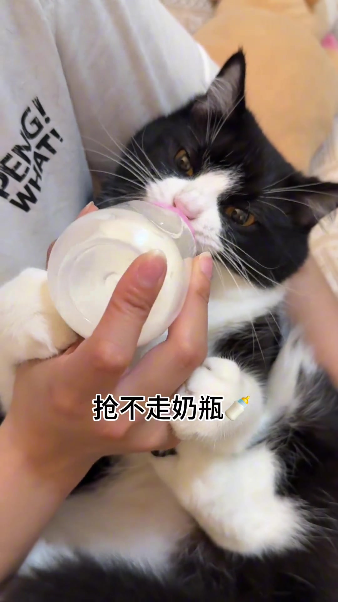 大眼睛眨巴瞪巴要喝奶,萌宠出道,可爱奶牛猫撒娇卖萌