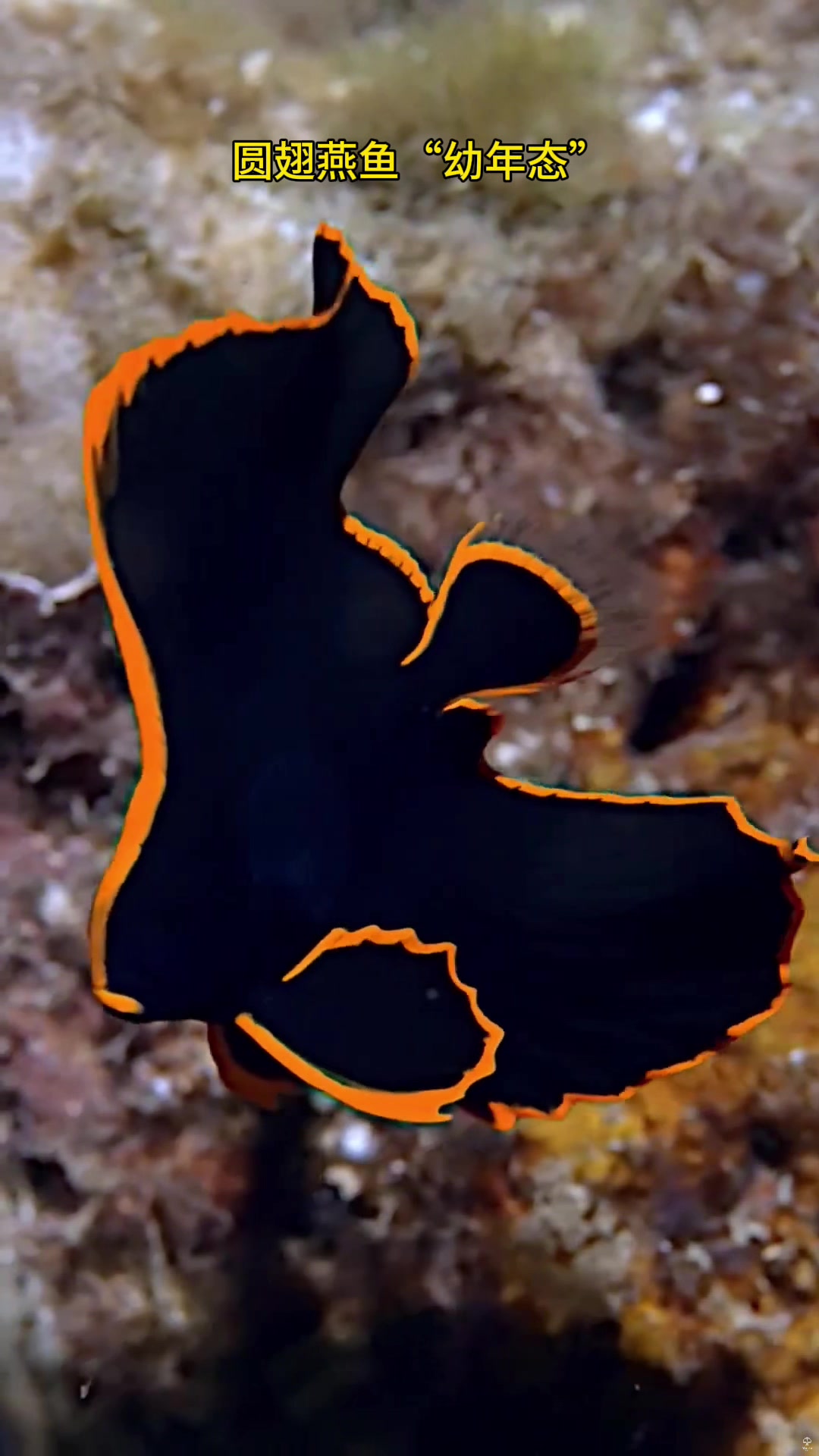 圆翅燕鱼是一种“幼年态”与“成年态”差异巨大的鱼类。