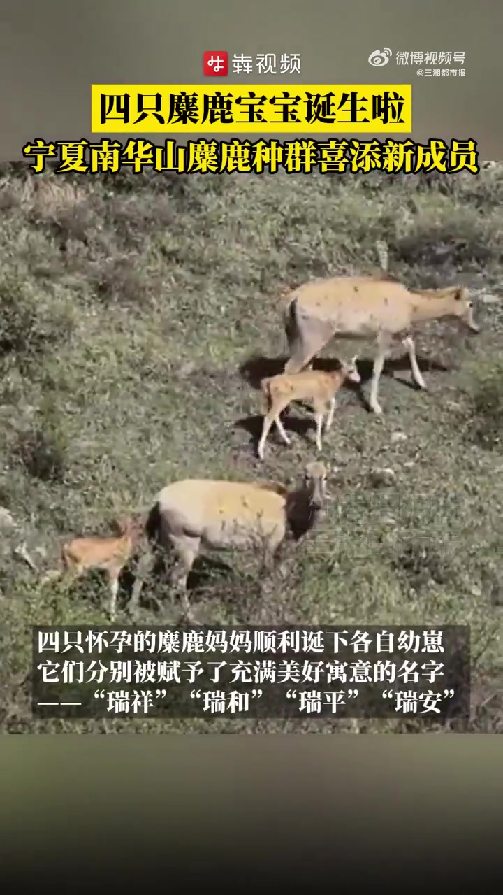 「四只麋鹿宝宝诞生啦宁夏南华山麋鹿种群喜添新成员」4月29日至5月8日,宁夏南华山国家级自