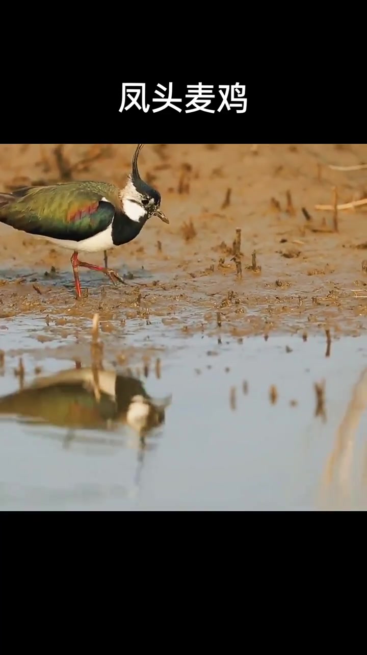 北大港湿地的野鸟,凤头麦鸡……