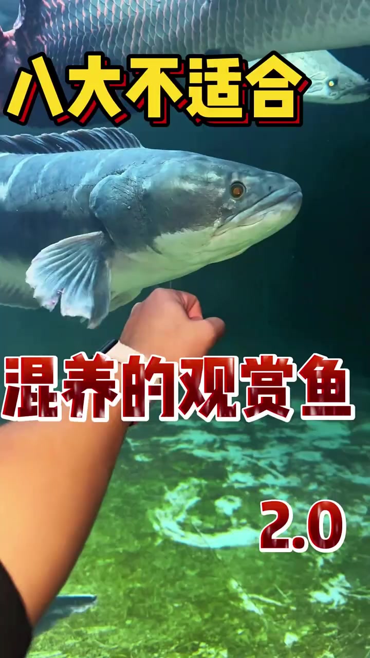八大不适合混养的观赏鱼 水族 观赏鱼 四海一品龙鱼