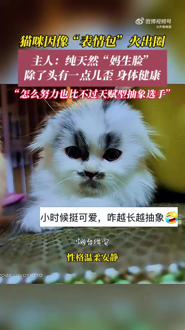 近日,河南洛阳。一只面部黑白分明的猫咪自带丑萌表情包引发网友关注。据猫咪主人介绍,猫咪的花
