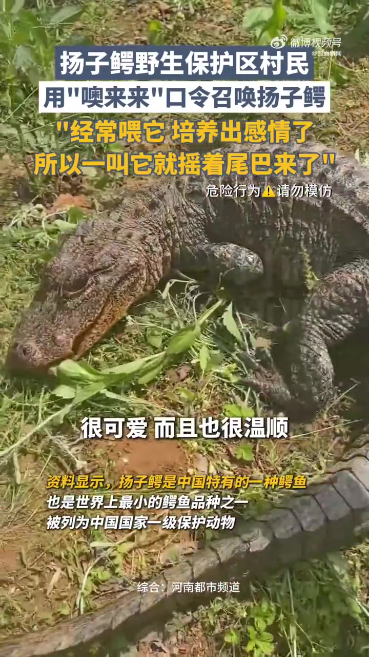 「村民用超原始方式召唤鳄鱼 网友:召唤鳄鱼这么简单的吗?」近日,安徽扬子鳄野生保护区,附近