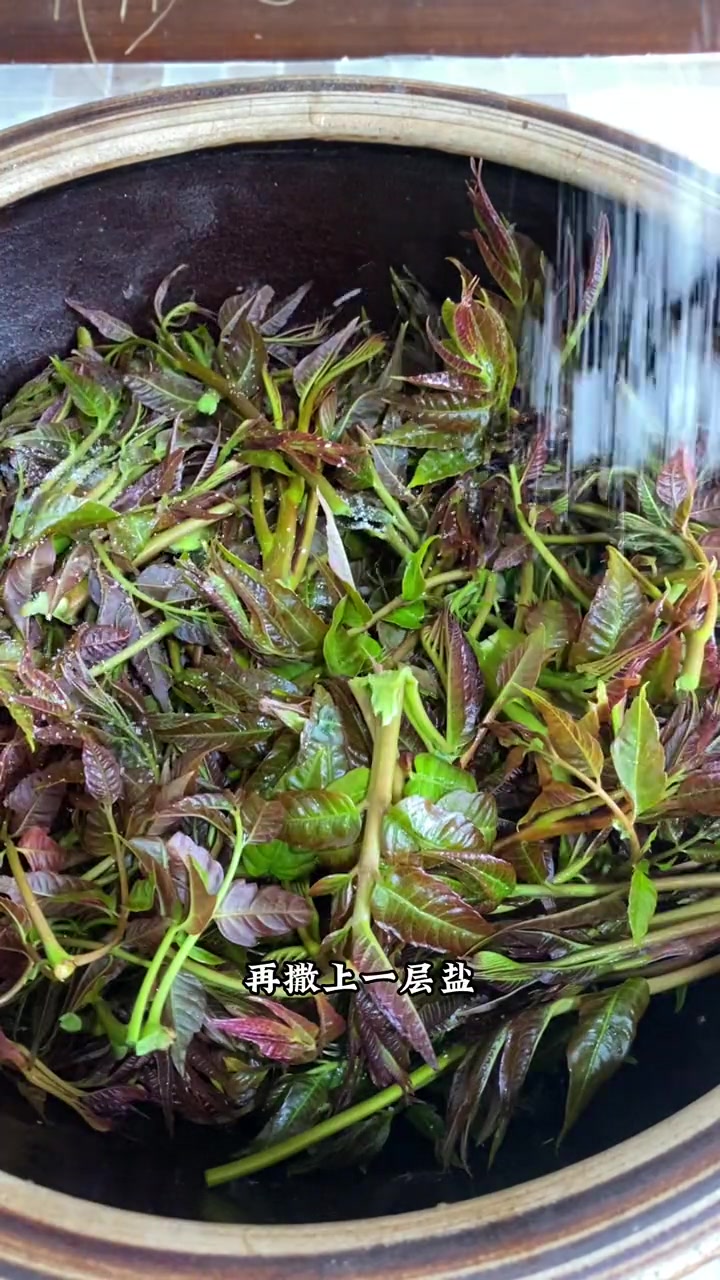 这个方法腌出来的香椿芽咸菜蓬松,好看,好吃～大家收藏好了,赶紧腌起来吧～