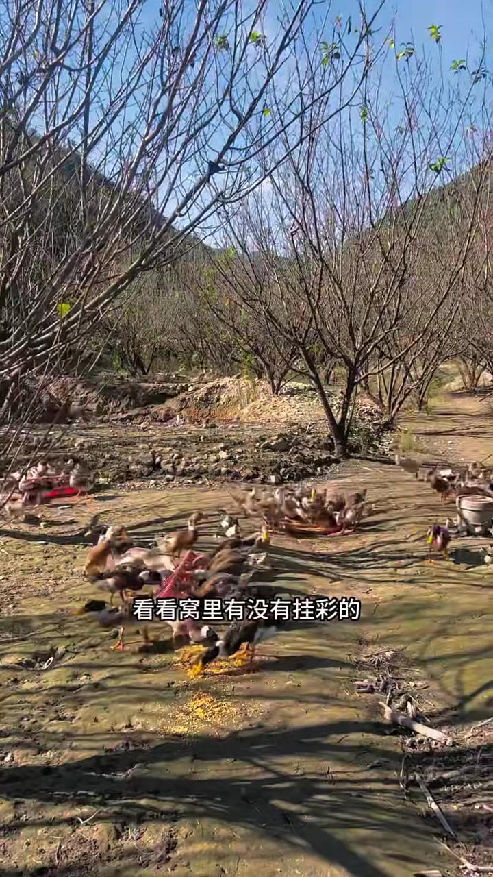 一夜之间果园里的呆婆鸭很多都不会走路,不知道什么原因,小黄也神秘的回来把鸭子扒了一层皮掉