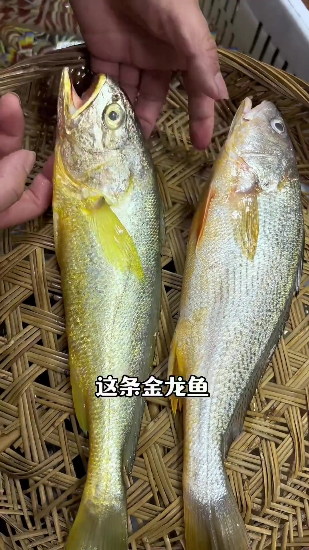 金龙鱼与春籽鱼有什么特征