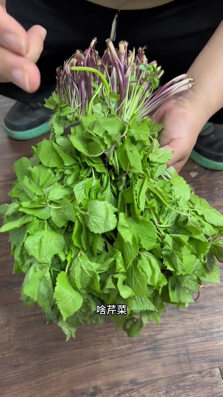 大叶芹怎么挑？大叶芹和普通旱芹菜的区别？大叶芹怎么做好吃？