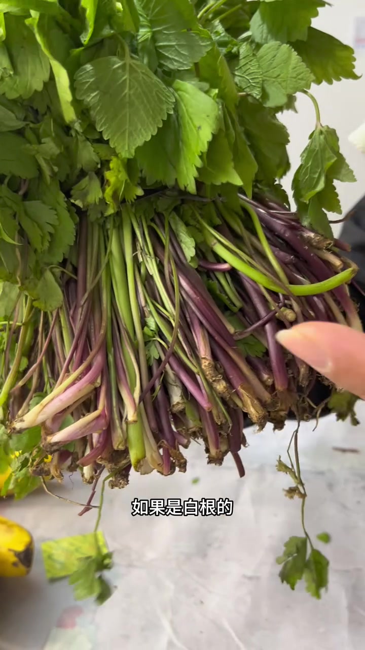 大叶芹怎么挑?大叶芹和普通旱芹菜的区别?大叶芹怎么做好吃?