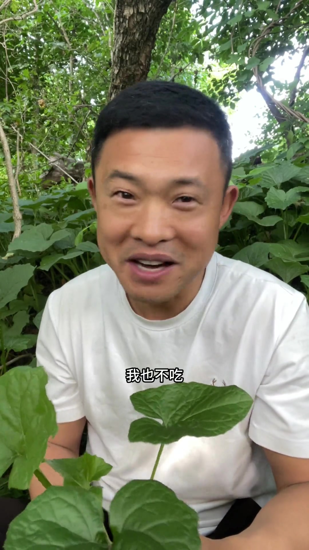 和尚菜,味道奇特的中药材,为何叫这个名?