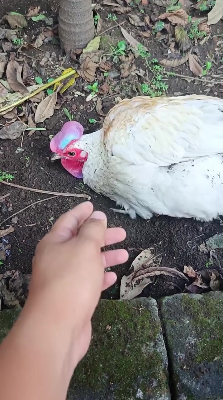 变异白化绿原鸡 野鸡