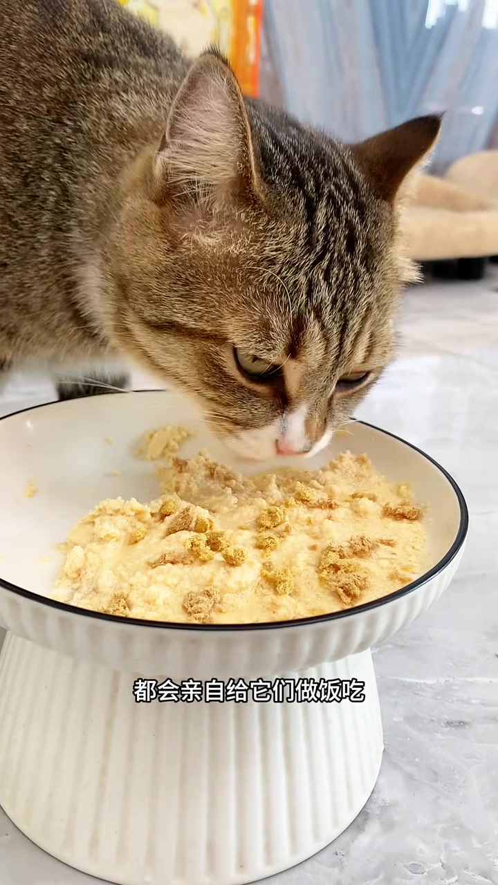 一看就会做的三文鱼美毛猫罐头