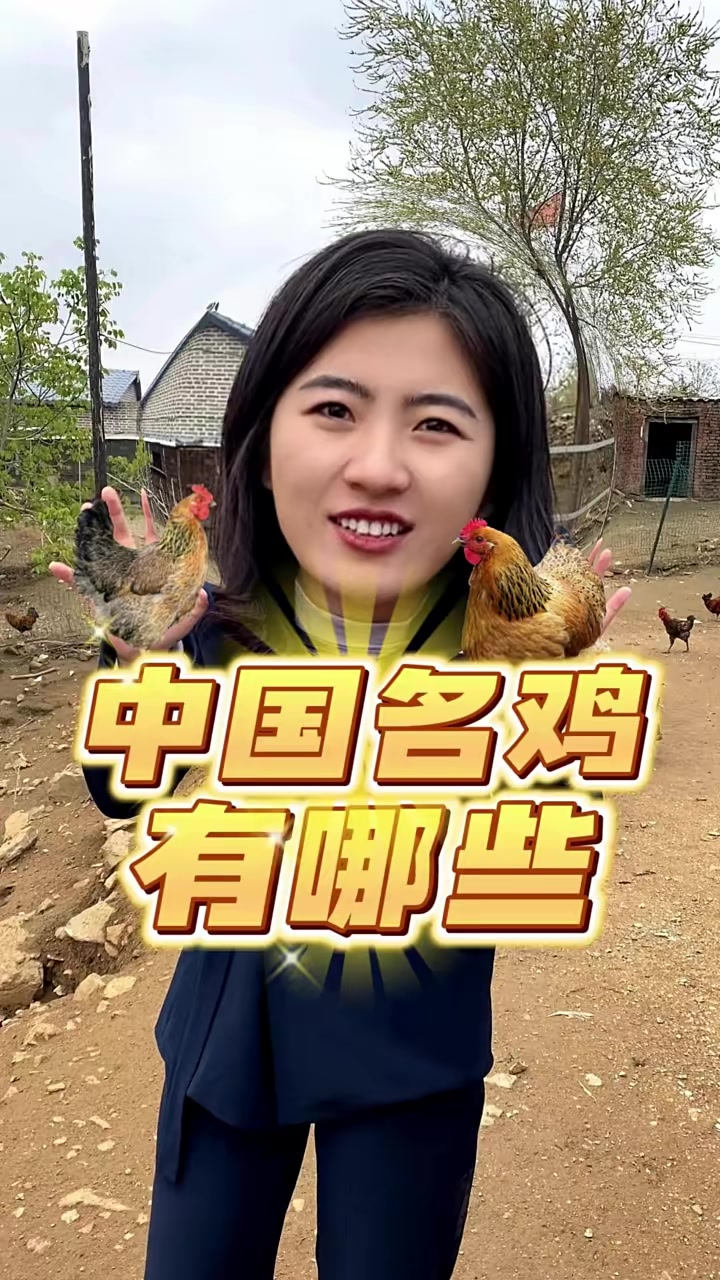 中国名鸡品种有哪些?里面有没有你养的鸡?你们当地是什么品种呢?